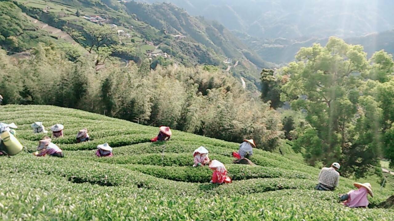 Ming Camphor Homestay Meishan Exteriér fotografie