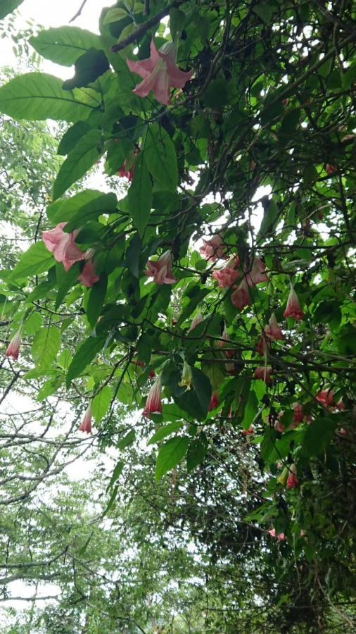 Ming Camphor Homestay Meishan Exteriér fotografie