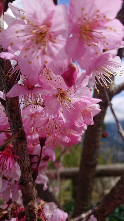 Ming Camphor Homestay Meishan Exteriér fotografie